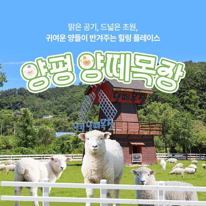 양평 양떼목장