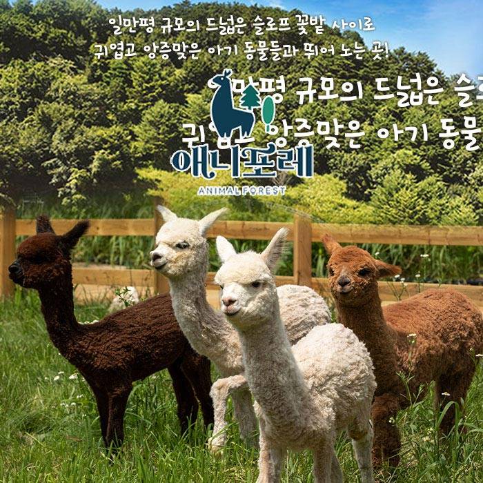 모나용평 애니포레